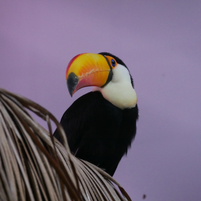 Le Toucan Toco - Parc Animalier des Pyrénées