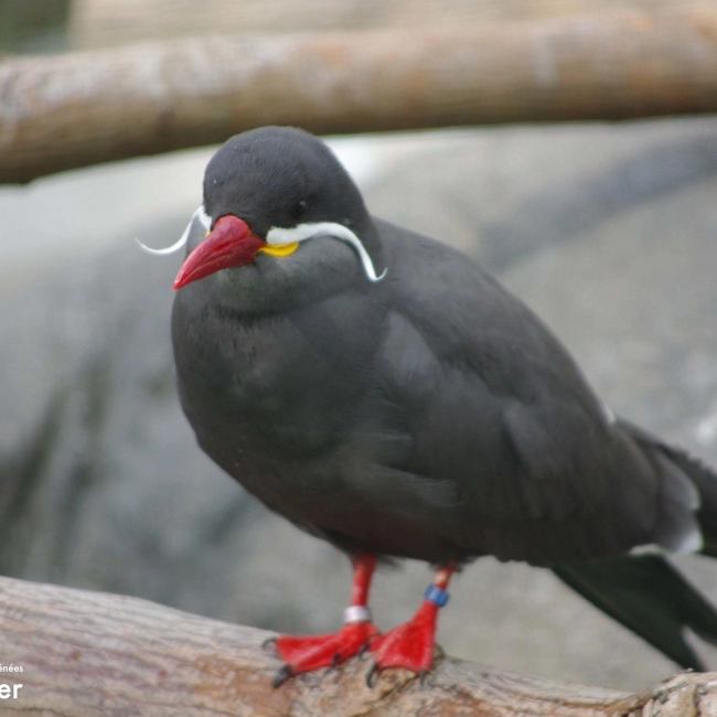 Sterne Inca - Parc Animalier des Pyrénées