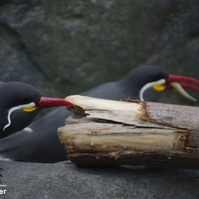 Sterne Inca - Parc Animalier des Pyrénées