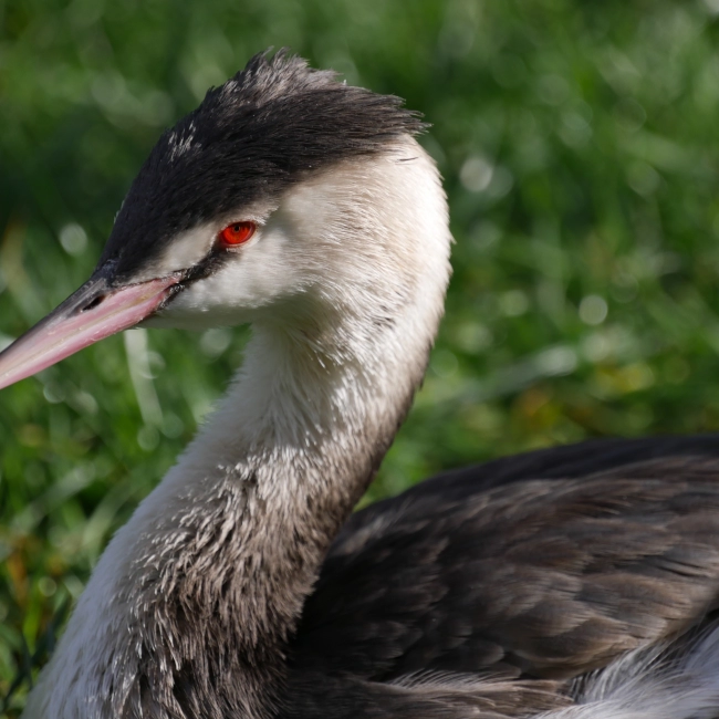 Grèbe Huppé | Parc Animalier des Pyrénées