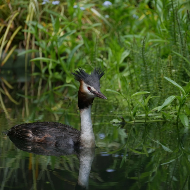 Grèbe Huppé | Parc Animalier des Pyrénées