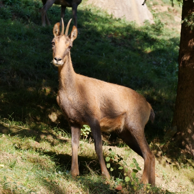 Isard | Parc Animalier des Pyrénées