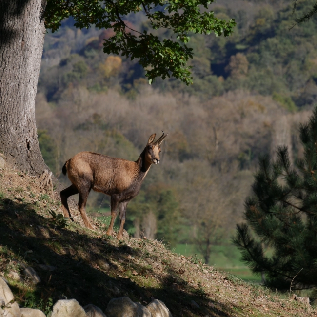 Isard | Parc Animalier des Pyrénées