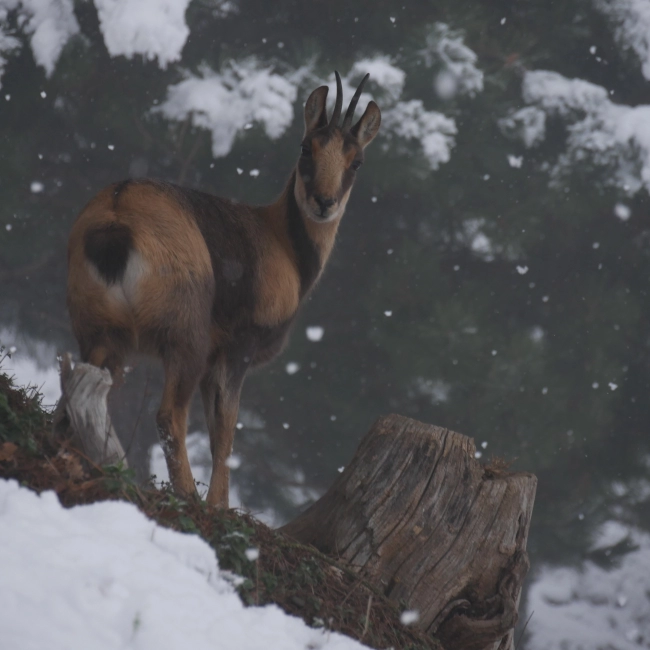 Isard | Parc Animalier des Pyrénées