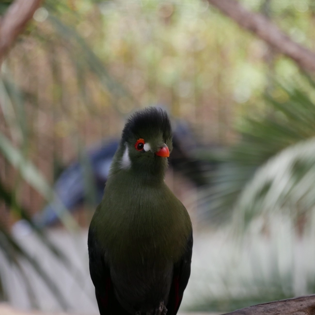  Le Touraco à Joues Blanches - Parc Animalier des Pyrénées