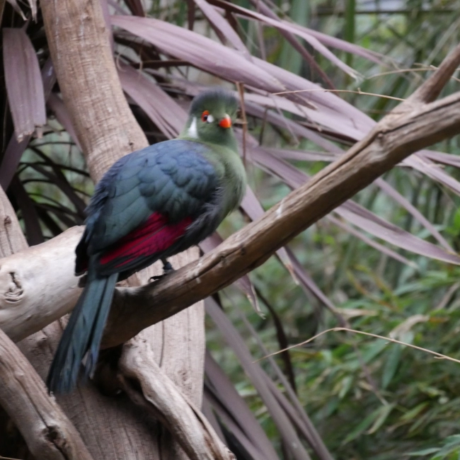  Le Touraco à Joues Blanches - Parc Animalier des Pyrénées
