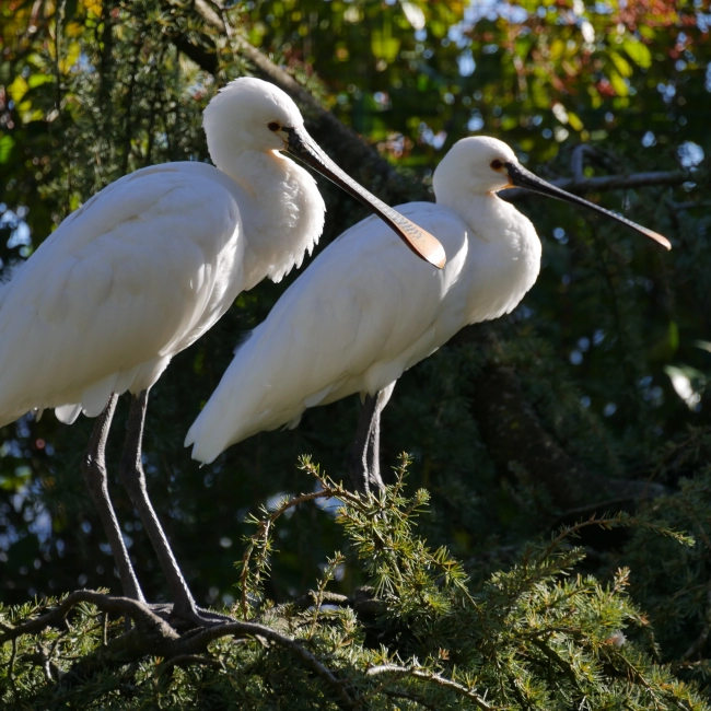 La Spatule Blanche - Parc Animalier des Pyrénées