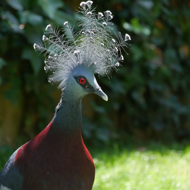 Goura de Victoria | Parc Animalier des Pyrénées