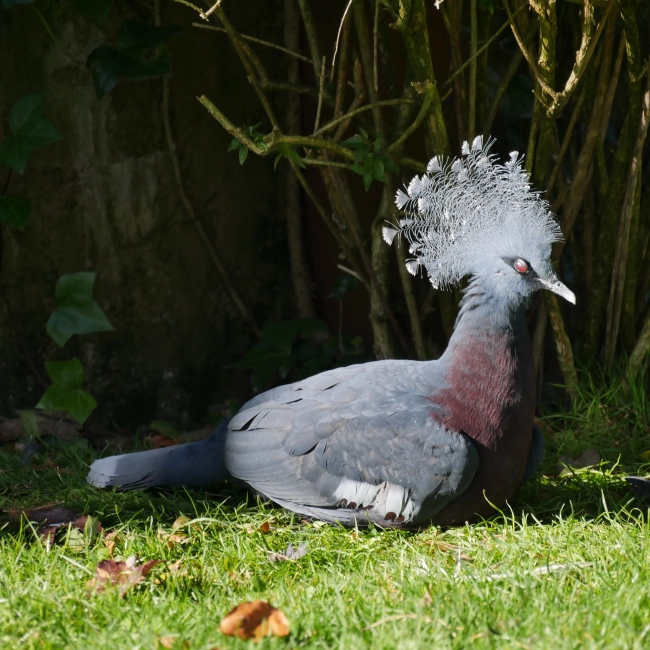 Goura de Victoria | Parc Animalier des Pyrénées