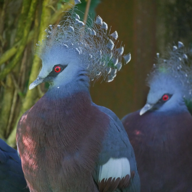 Goura de Victoria | Parc Animalier des Pyrénées