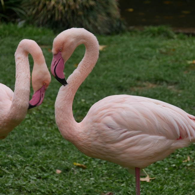 Flamant Rose | Parc Animalier des Pyrénées