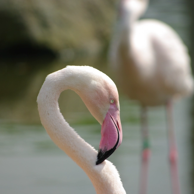 Flamant Rose | Parc Animalier des Pyrénées