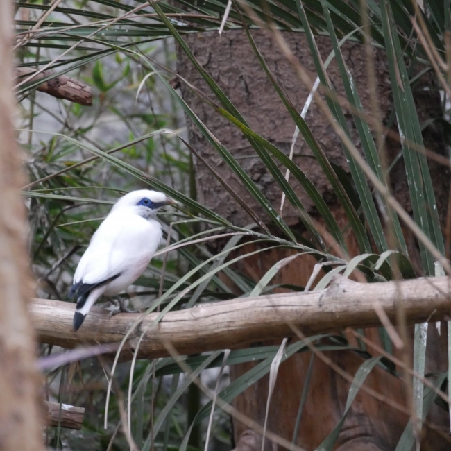 Étourneau de Bali | Parc Animalier des Pyrénées