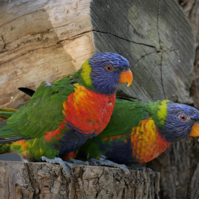 Loriquet Arc-en-Ciel | Parc Animalier des Pyrénées