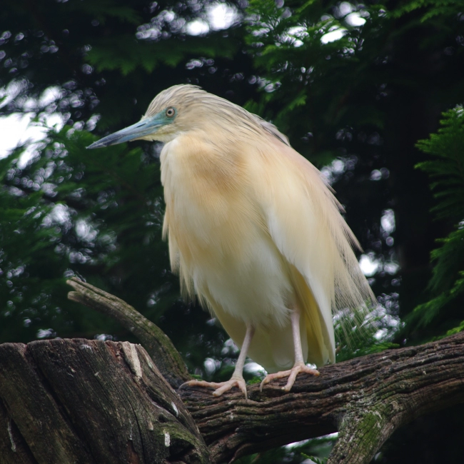 Crabier Chevelu | Parc Animalier des Pyrénées