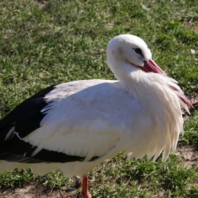 Cigogne Blanche | Parc Animalier des Pyrénées