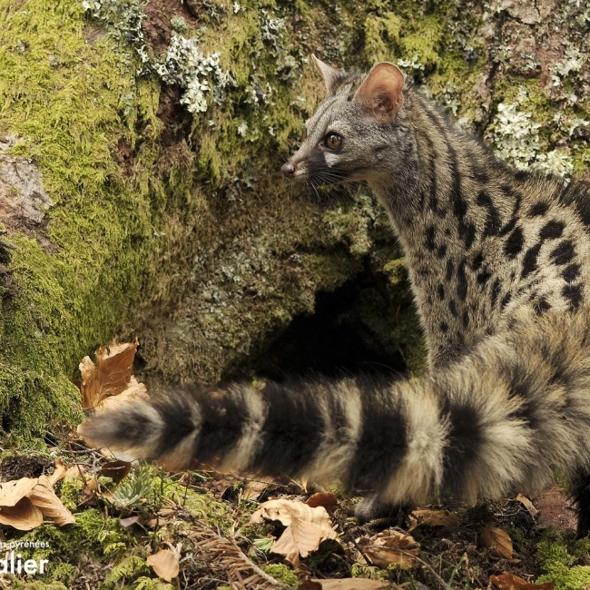 Genette | Parc Animalier des Pyrénées