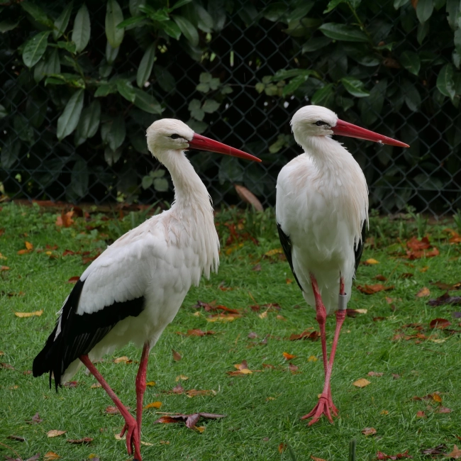 Cigogne Blanche | Parc Animalier des Pyrénées