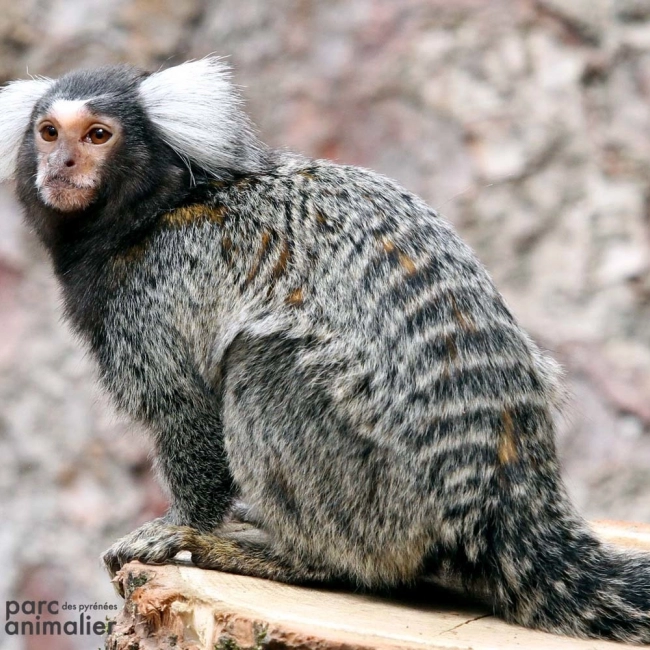 Ouistiti à Toupet Blanc | Parc Animalier des Pyrénées