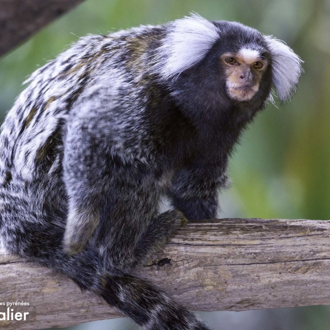 Ouistiti à Toupet Blanc | Parc Animalier des Pyrénées