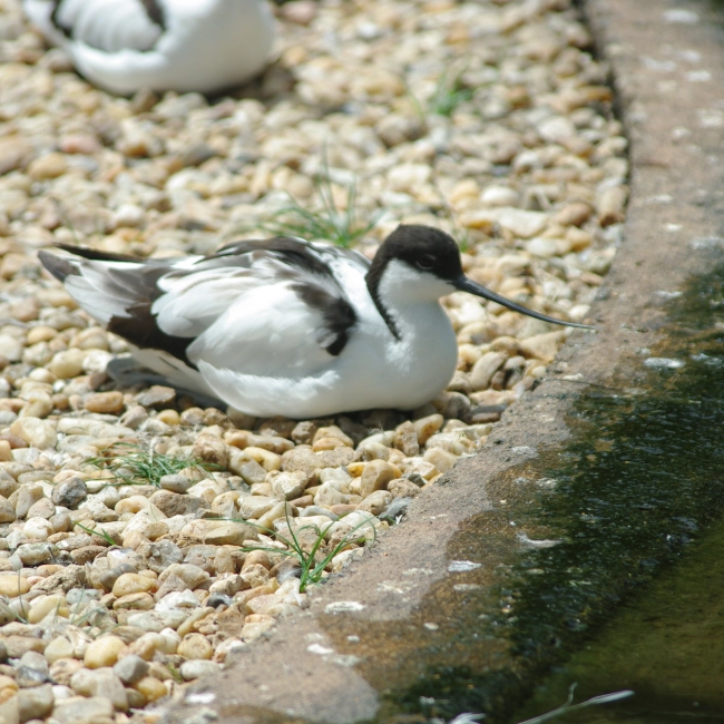 Avocette Élégante | Parc Animalier des Pyrénées
