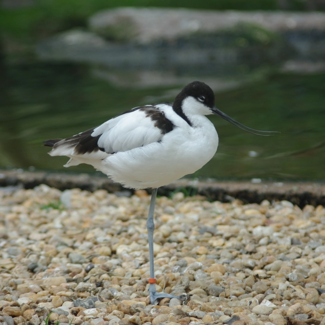 Avocette Élégante | Parc Animalier des Pyrénées