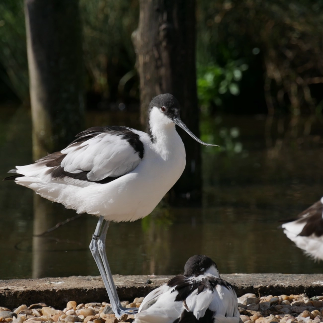 Avocette Élégante | Parc Animalier des Pyrénées