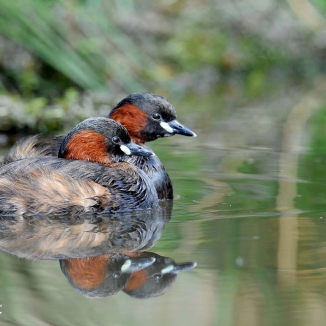 Grèbe Castagneux | Parc Animalier des Pyrénées