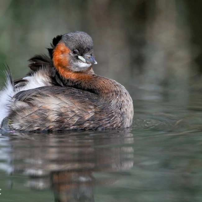Grèbe Castagneux | Parc Animalier des Pyrénées