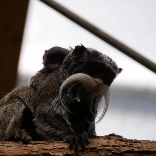 Le Tamarin Empereur - Parc Animalier des Pyrénées