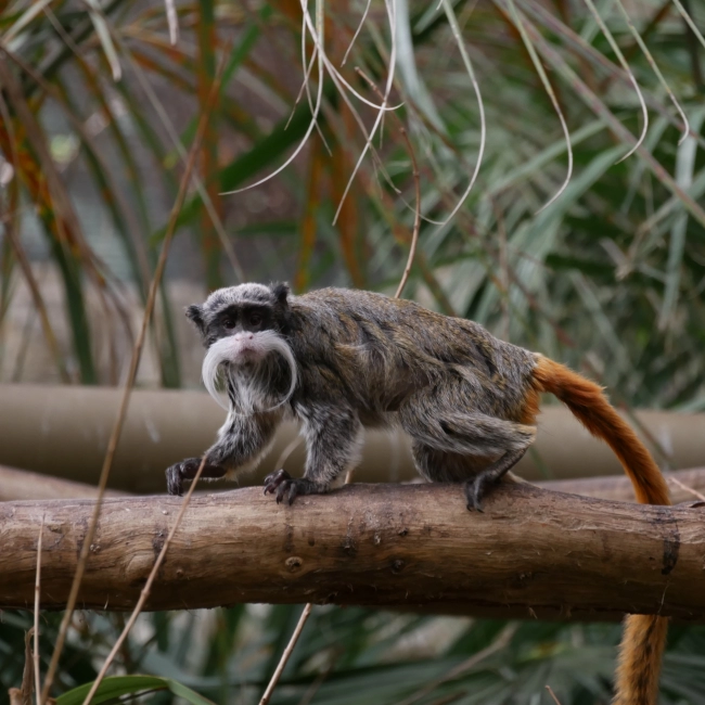 Le Tamarin Empereur - Parc Animalier des Pyrénées