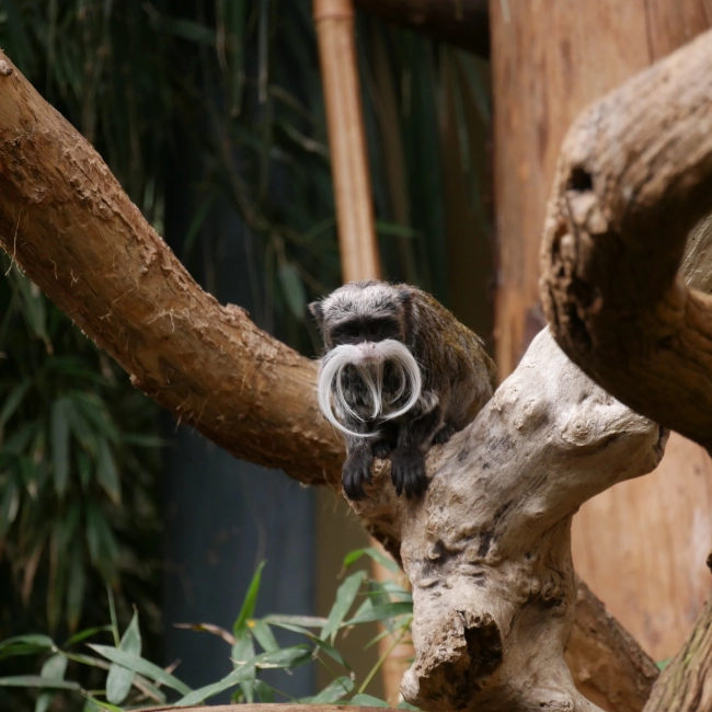 Le Tamarin Empereur - Parc Animalier des Pyrénées