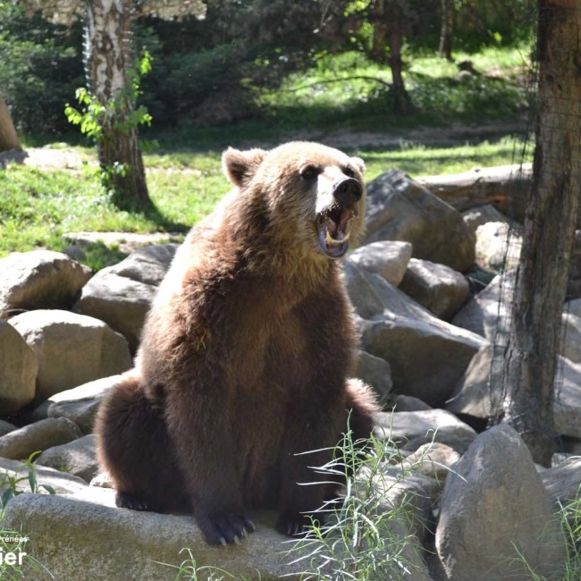 Ours Brun | Parc Animalier Des Pyrénées
