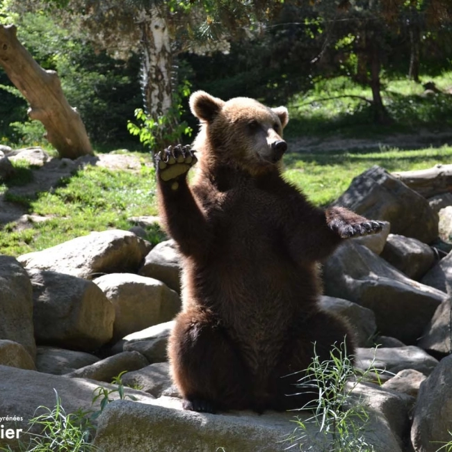 Ours Brun | Parc Animalier Des Pyrénées