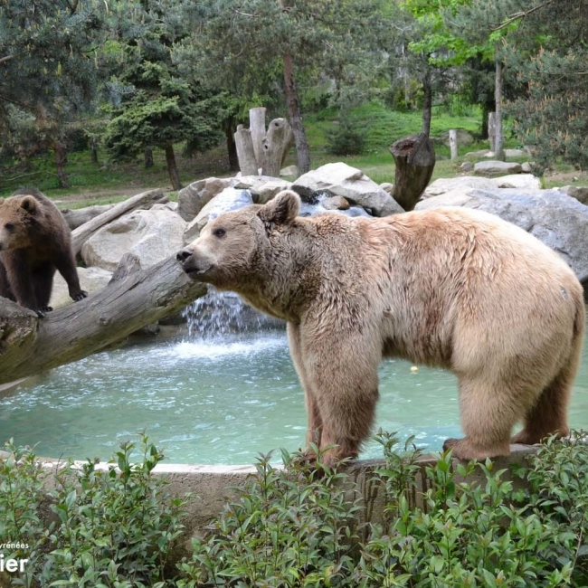 Ours Brun | Parc Animalier Des Pyrénées