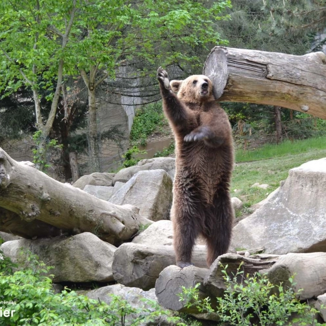 Ours Brun | Parc Animalier Des Pyrénées