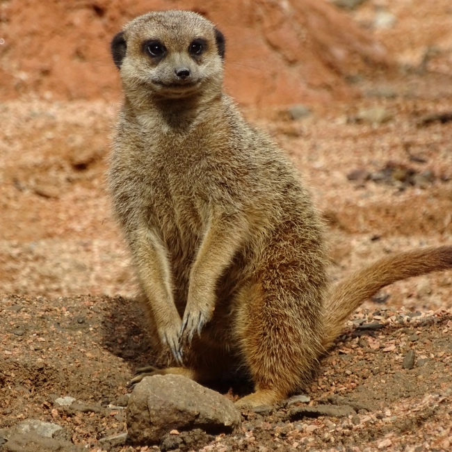 Le Suricate - Parc Animalier Des Pyrénées