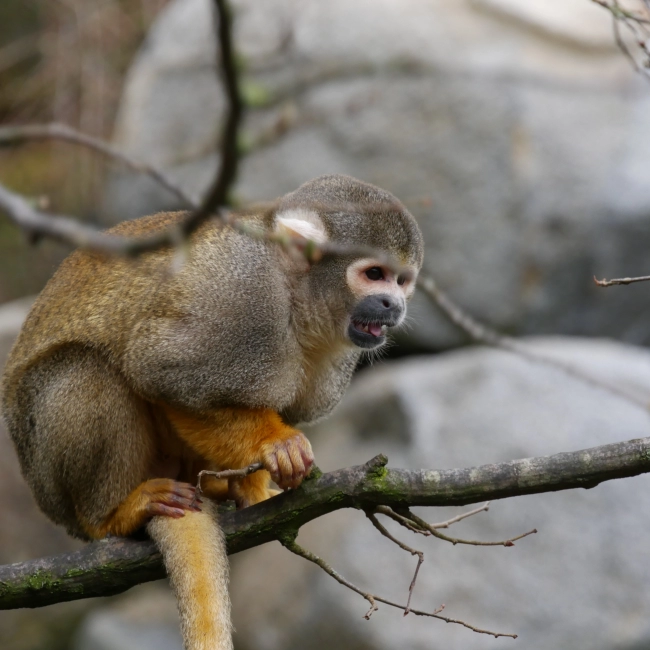 Le Saïmiri Boliviensis - Parc Animalier des Pyrénées