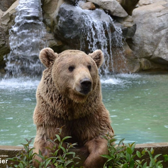 Ours Brun | Parc Animalier Des Pyrénées