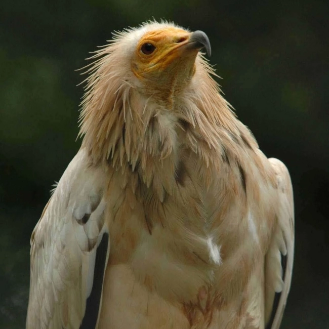Percnoptère | Parc Animalier Des Pyrénées