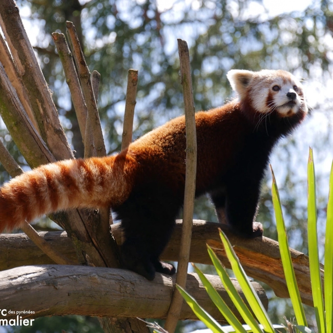 Panda Roux | Parc Animalier des Pyrénées