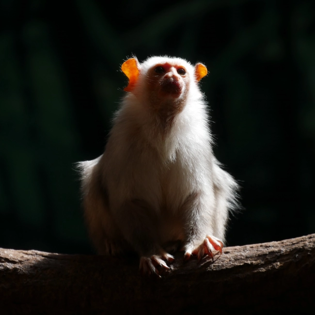 Ouistiti Argenté | Parc Animalier des Pyrénées