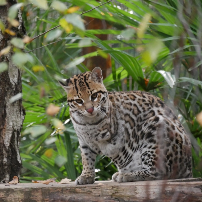 Ocelot | Parc Animalier des Pyrénées