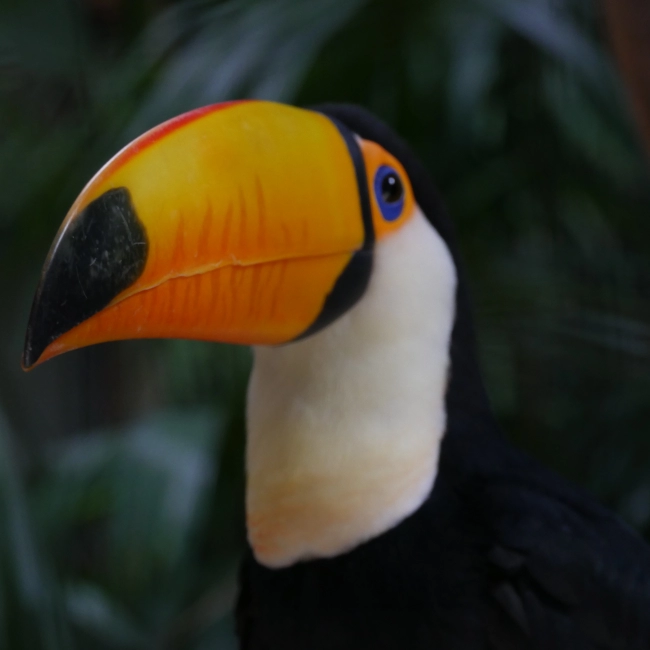 Le Toucan Toco - Parc Animalier des Pyrénées