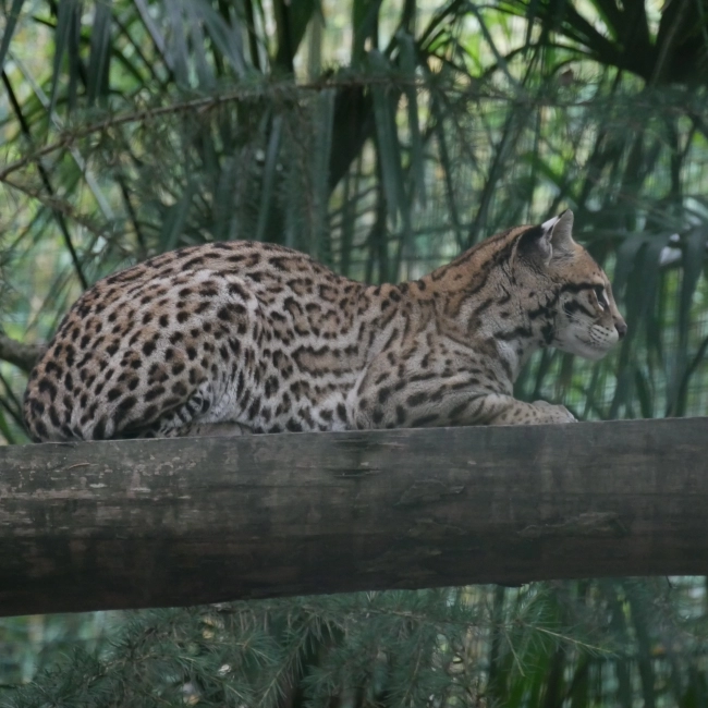 Ocelot | Parc Animalier des Pyrénées