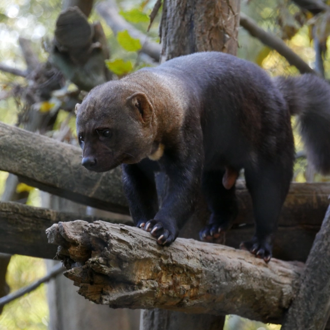 Martre À Tête Grise | Parc Animalier des Pyrénées
