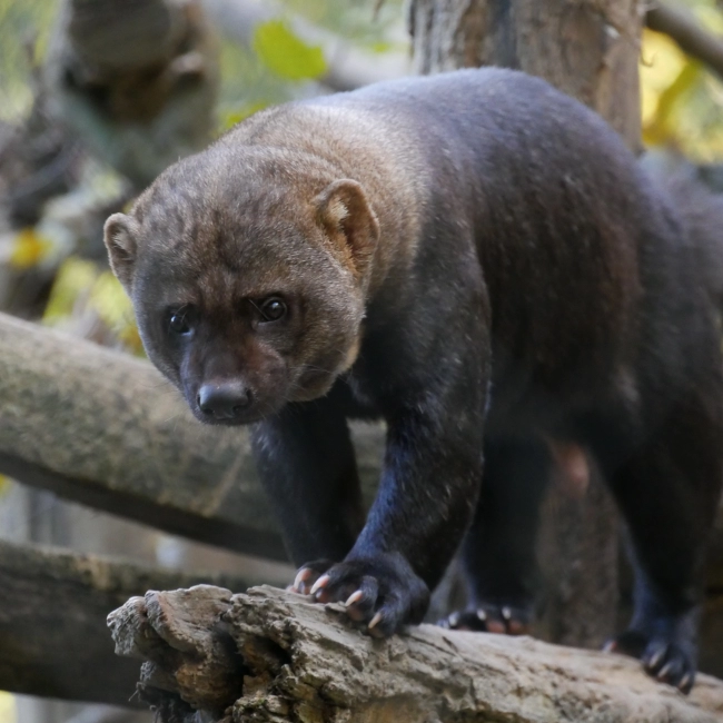 Martre À Tête Grise | Parc Animalier des Pyrénées