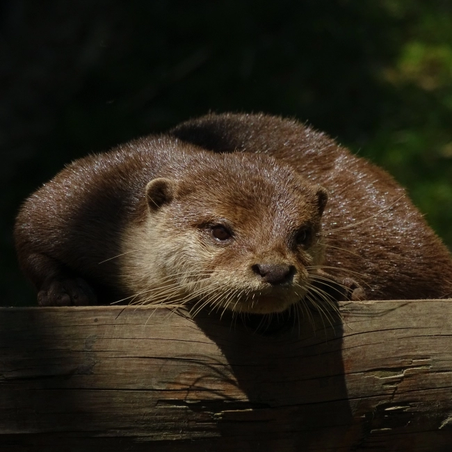Loutre Naine d'Asie | Parc Animalier des Pyrénées