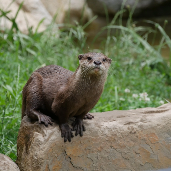 Loutre Naine d'Asie | Parc Animalier des Pyrénées