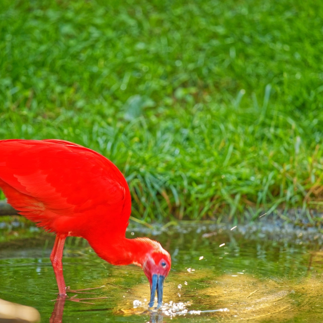 Ibis Rouge | Parc Animalier des Pyrénées